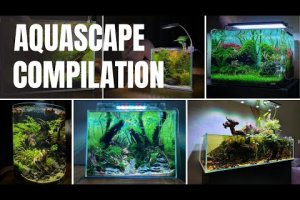 MY TOP 10 BEST AQUARIUM SETUPS OF ALL TIME!