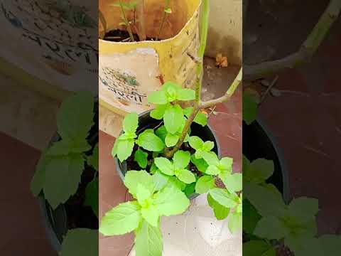 Top 5 Plant Having in your House  #motivation #trending #shortsvideo #bonsai #shorts #spiritual #sr