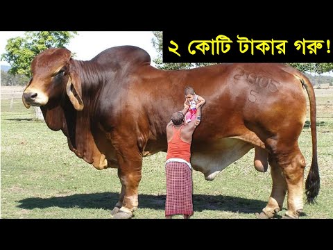 বাংলাদেশের সবচেয়ে বড় ১০টি গরু  | এই বছর এরাই হাঁট কাঁপাবে | হাট কাঁপানো সেরা ১০টি গরু | Science BD